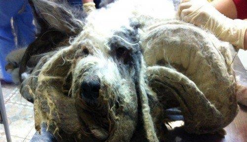 俄罗斯核怪兽爆料事件视频,惊心动魄的核危机真相曝光